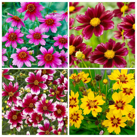 Carpet Creeping red coreopsis bloom with yellow centers brightens sunny beds.