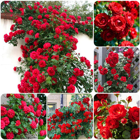 Carpet Creeping rose seeds draping an arbor for seasonal color.