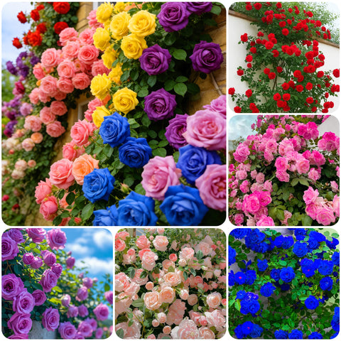 Carpet Creeping rose seeds garden bed spread, ideal for colorful border definitions.