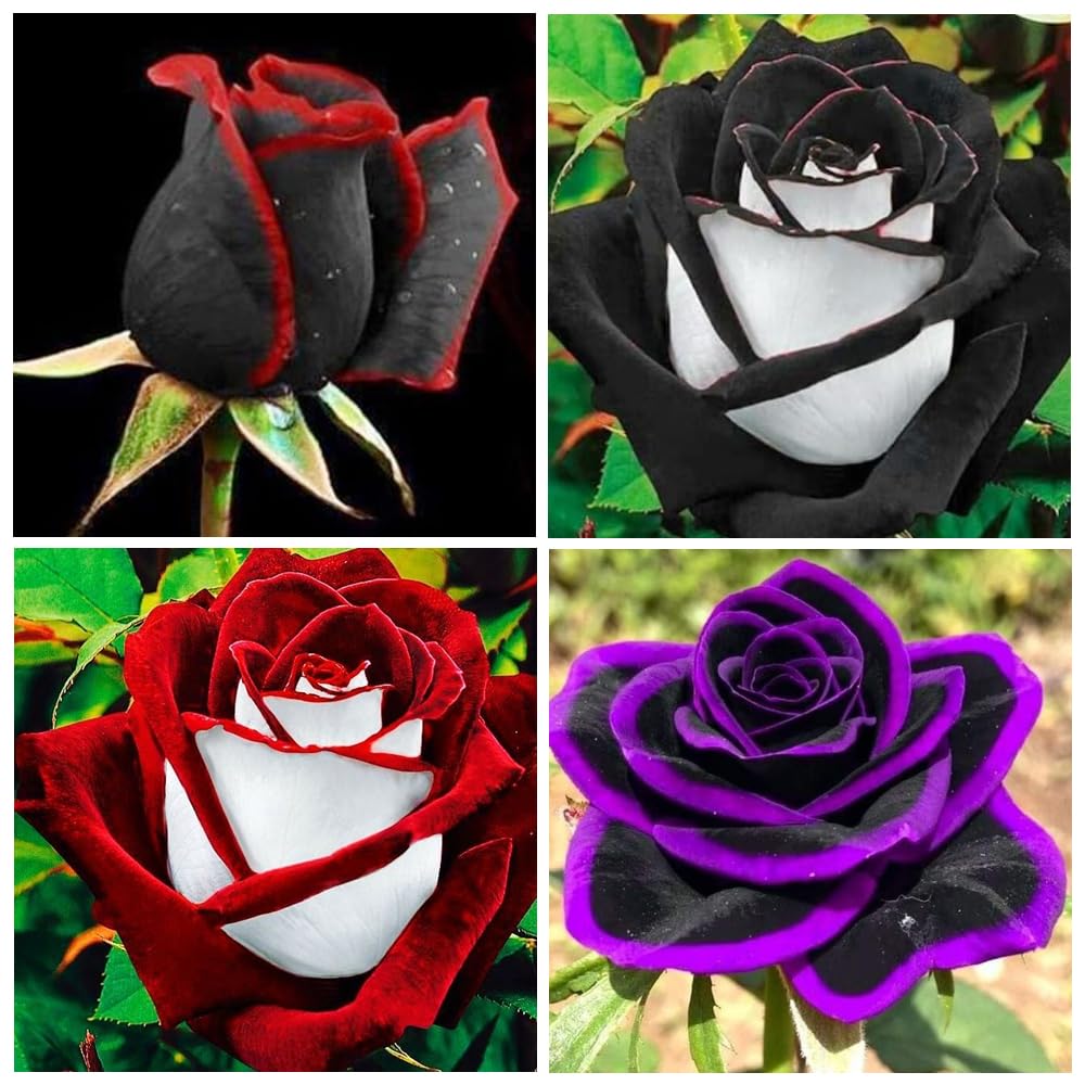 Carpet Creeping rose seeds packaging closeup for easy planting
