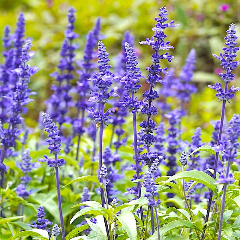 Carpet Creeping Salvia Farinacea in sun highlights blue flowers and garden drama.