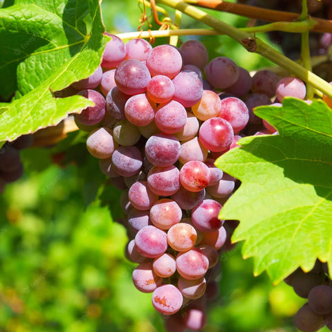 Carpet Creeping Globe Grape Fruit on vine with red, glossy fruit.