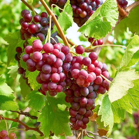 Carpet Creeping Globe Grape Fruit Seeds close-up highlighting non-GMO heirloom quality.