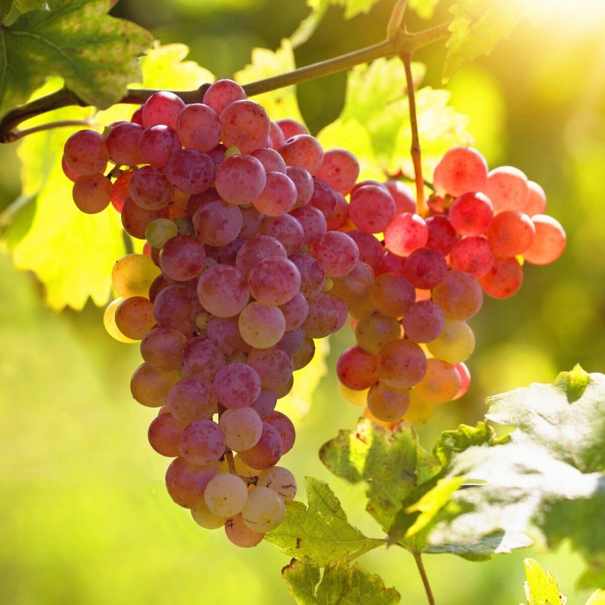 Carpet Creeping Globe Grape Fruit Seed package ready for outdoor planting in your home garden.