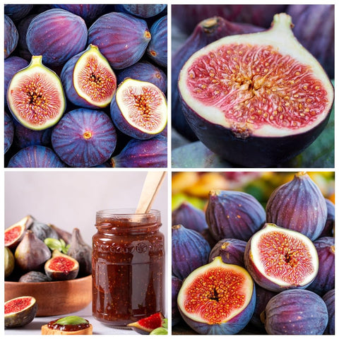 Carpet Creeping Seed King Figs heritage tree thriving in sunlit yard.