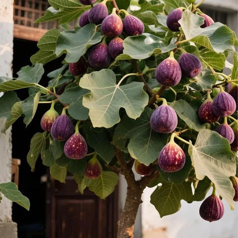 Carpet Creeping Seed King Figs packaging image shows Non-GMO heirloom seeds for planting.