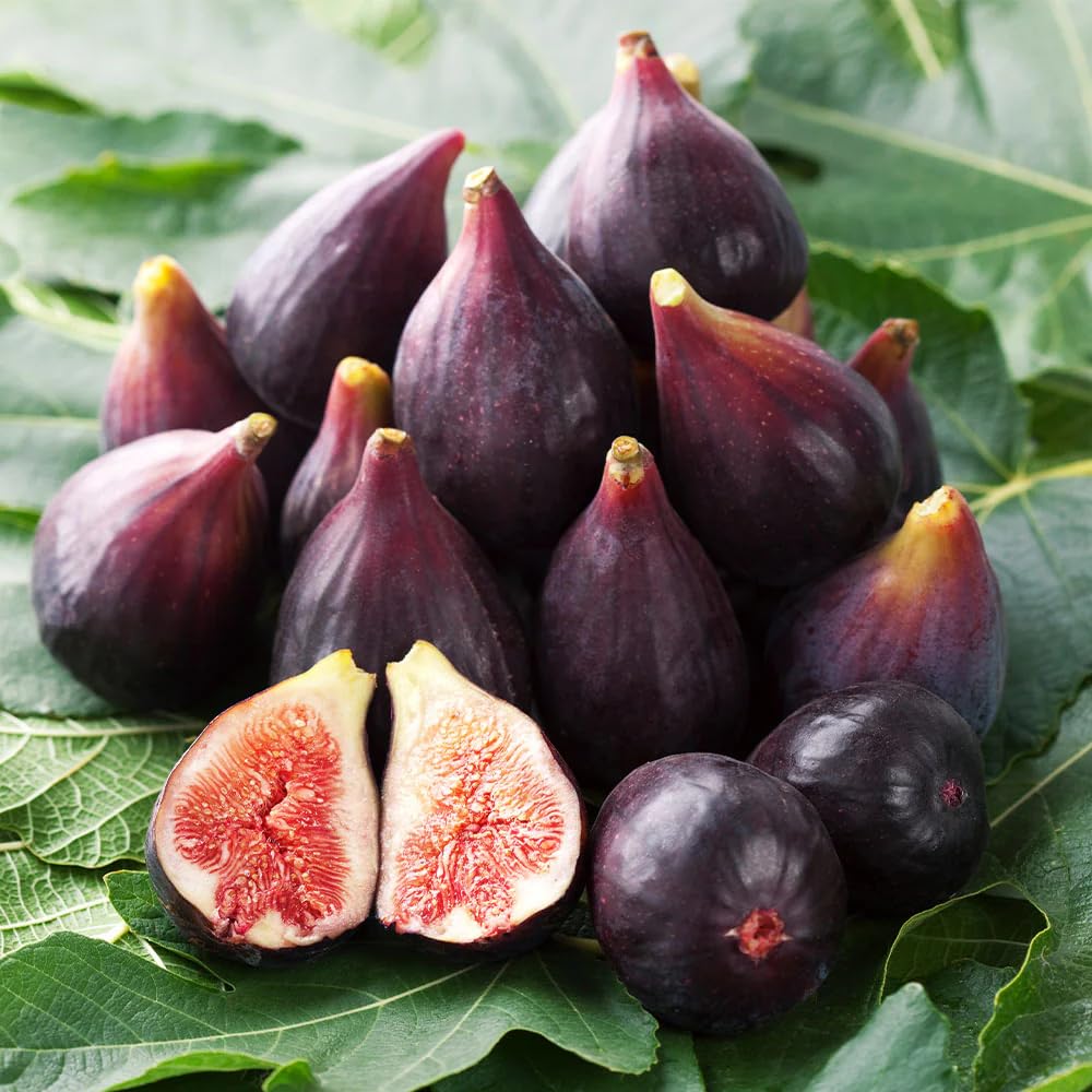 Carpet Creeping Seed King Figs planted in garden ready to grow into fruiting trees.