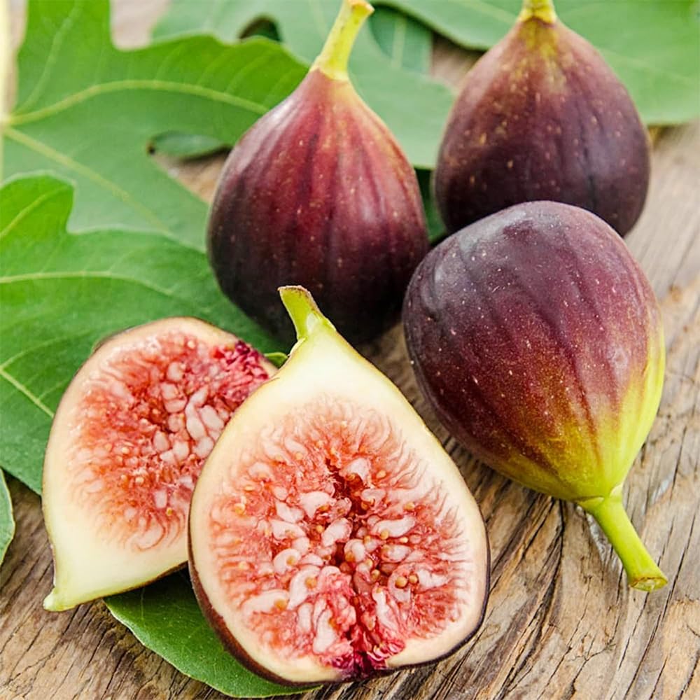 Carpet Creeping Seed King Figs ripe fig harvest image with sweet fruit.