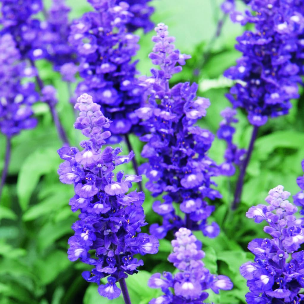 Carpet Creeping seed packet 1200 seeds demonstrates quantity for prolific planting.