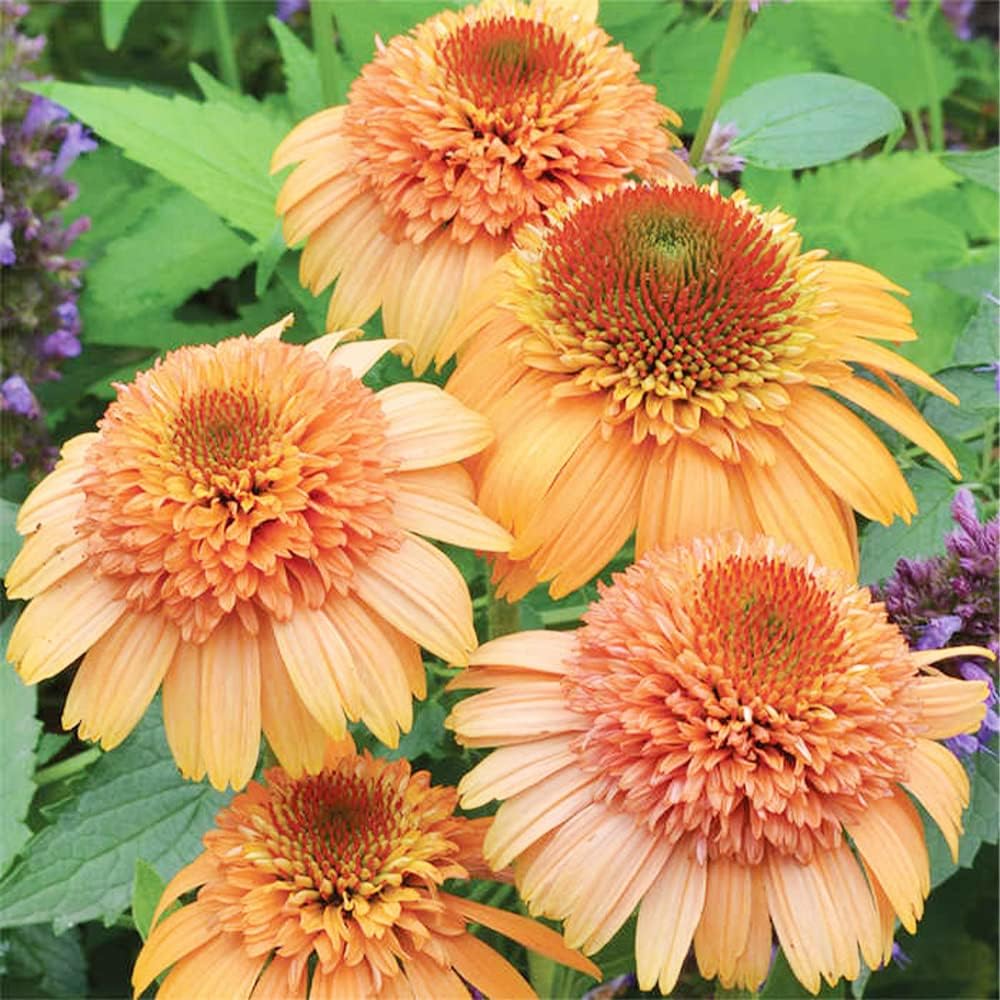 Carpet Creeping Self-seeding Echinacea supports easy propagation.
