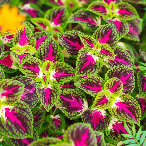 Shade garden Coleus demonstrates color in a low-light outdoor space