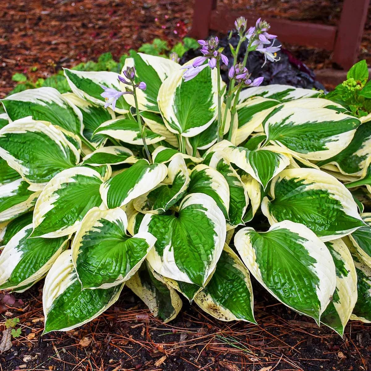 Carpet Creeping shade garden plant supports lush ground cover.