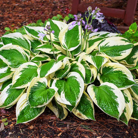 Carpet Creeping shade garden plant supports lush ground cover.