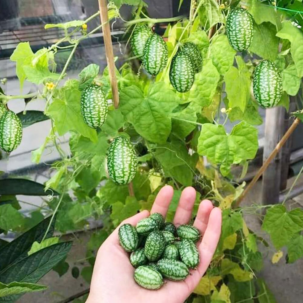 Carpet Creeping small-round watermelons on vine for decorative, snack-ready fruit.