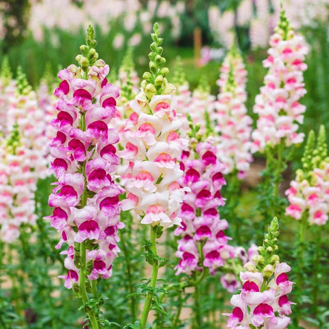 Carpet Creeping Snowflake Snapdragon blooms provide elegant white color in the garden.