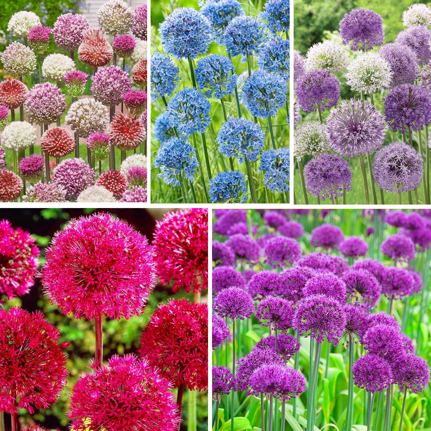 Carpet Creeping soil prep for Allium giganteum seeds promotes strong germination.