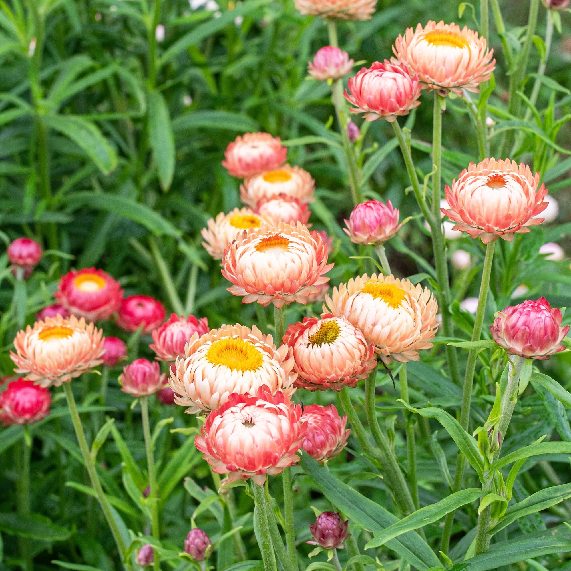 Carpet Creeping strawflowers blooming in the garden from late spring through fall.