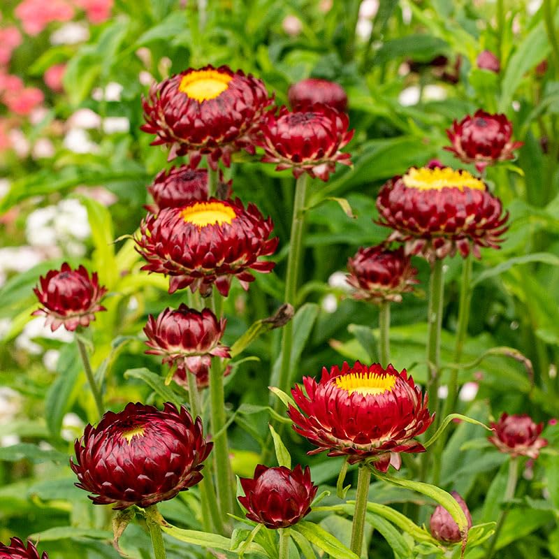Carpet Creeping strawflowers add seasonal interest to borders and beds.