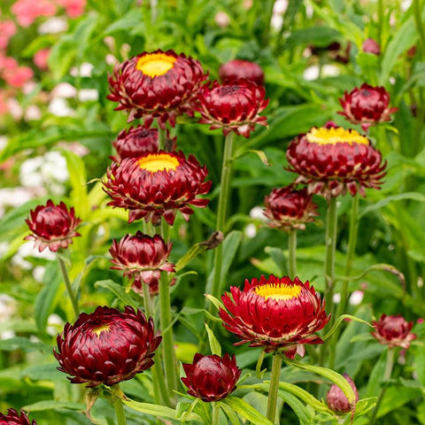 Carpet Creeping strawflowers add seasonal interest to borders and beds.