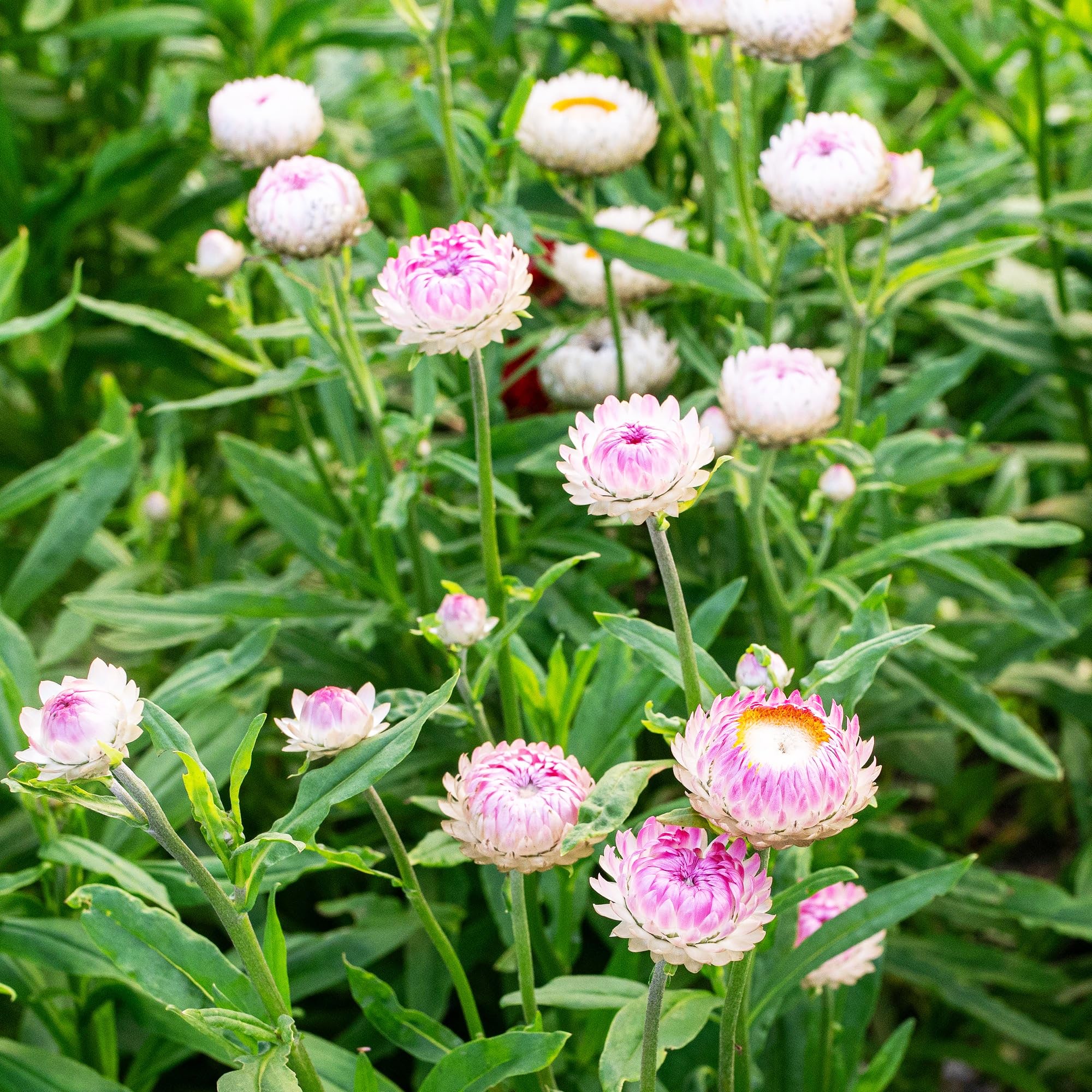 Carpet Creeping strawflowers color range red yellow pink orange and white.