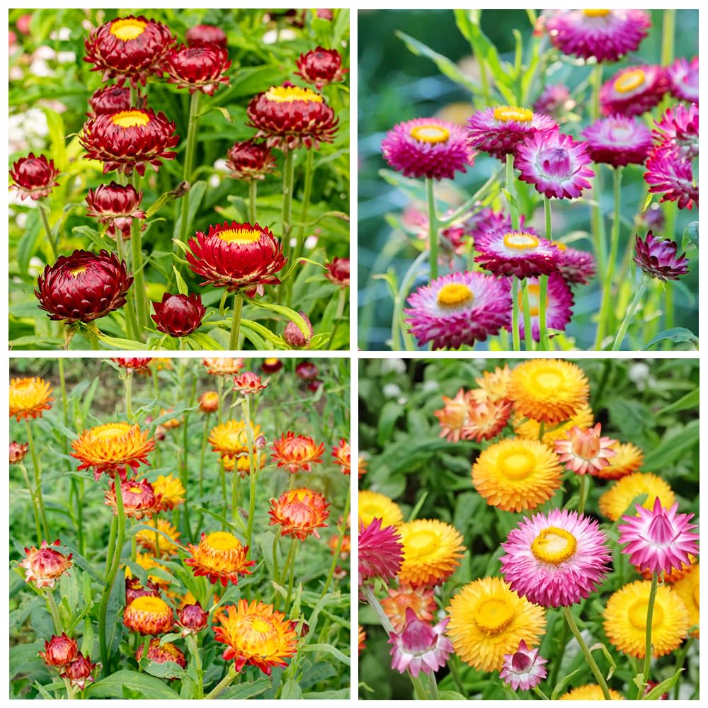 Carpet Creeping strawflower seeds mixed for outdoor planting in sunny borders.