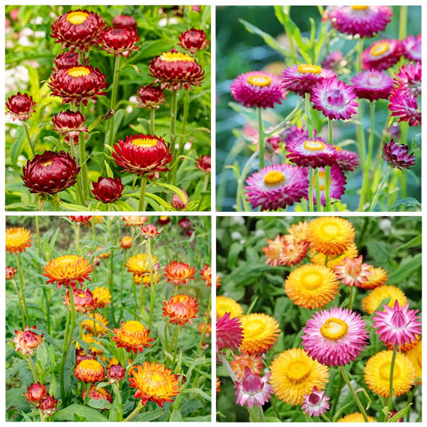 Carpet Creeping strawflower seeds mixed for outdoor planting in sunny borders.