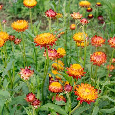 Carpet Creeping strawflowers thrive in well-drained soil and full sun.