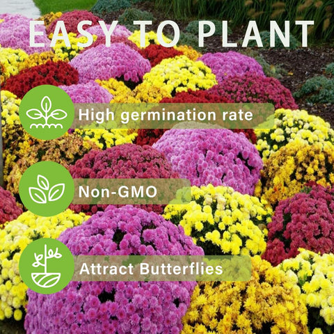 Carpet Creeping mums brighten borders, paths, and ground cover.