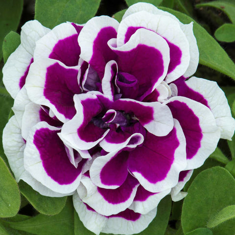 Carpet Creeping sunny border display with lush petunia blooms