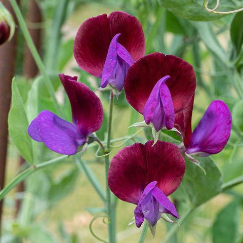 Close-up of Carpet Creeping sweet pea blossoms showcasing color and fragrance.