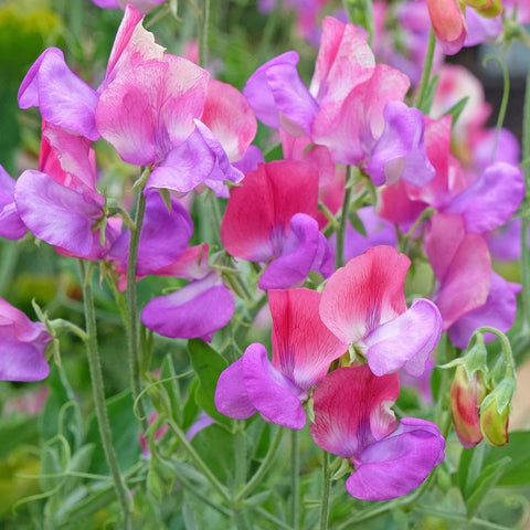 Carpet Creeping sweet pea climbing on a trellis for height and scent.