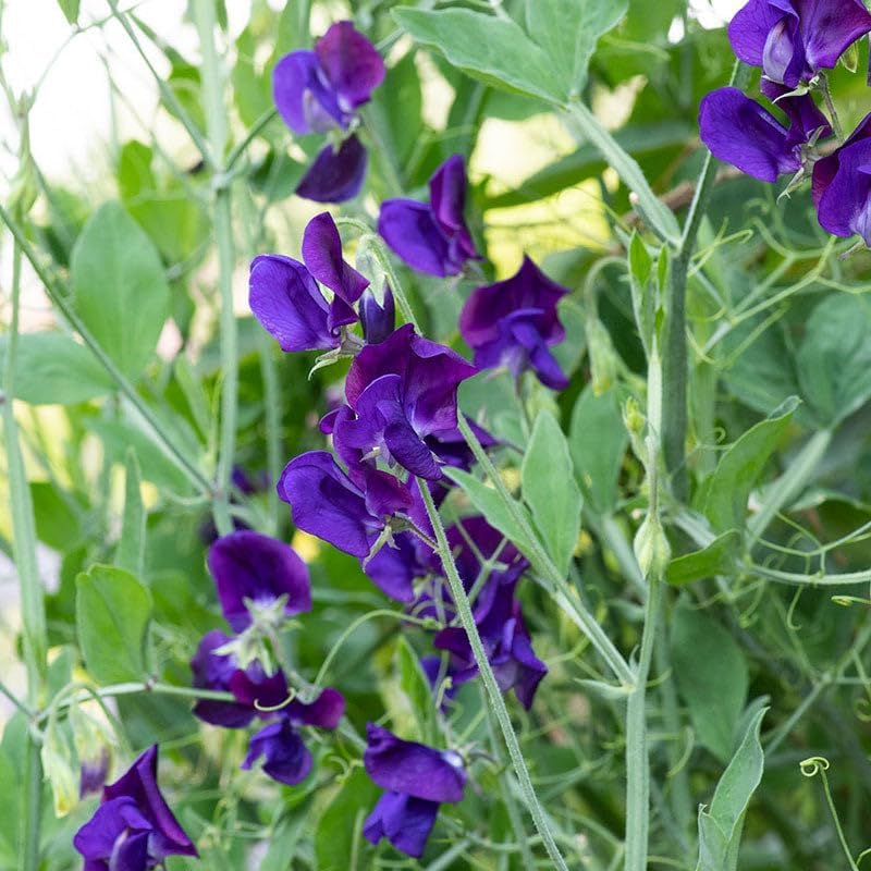 Garden bed with Carpet Creeping sweet peas showing versatile planting options.