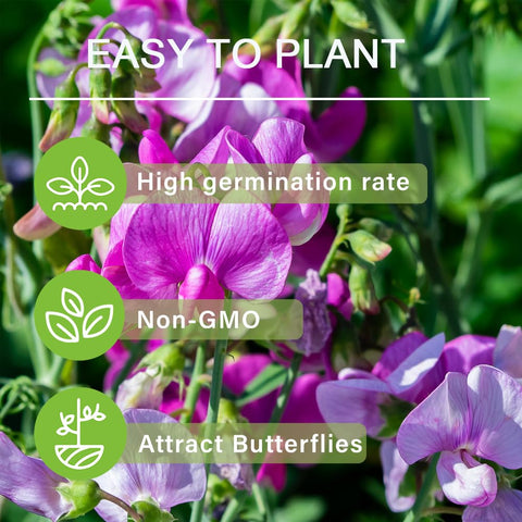 Moist soil supports Carpet Creeping sweet peas with healthy, vigorous growth.