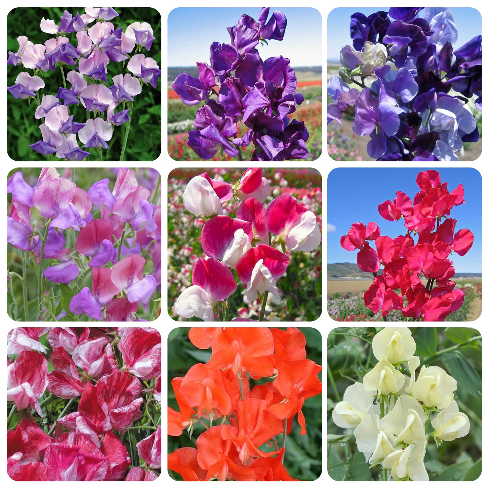 Carpet Creeping sweet pea seeds in a packet, ideal for easy outdoor planting and fragrance.