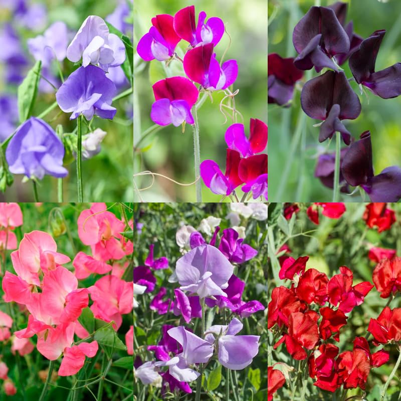 Carpet Creeping sweet pea seeds started in a pot, enabling early season blooms.