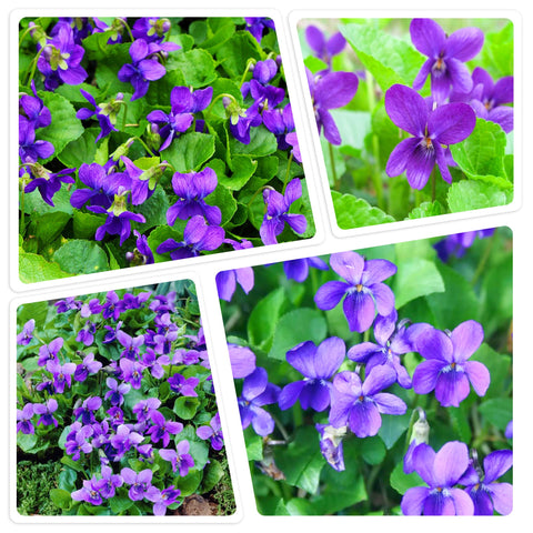 Carpet Creeping Sweet Violet perennials offer fragrant blooms for sensory garden displays