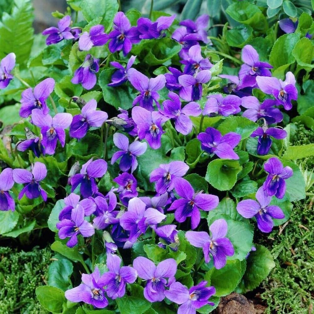 Carpet Creeping Sweet Violet spread creates a lush, weed-suppressing ground cover