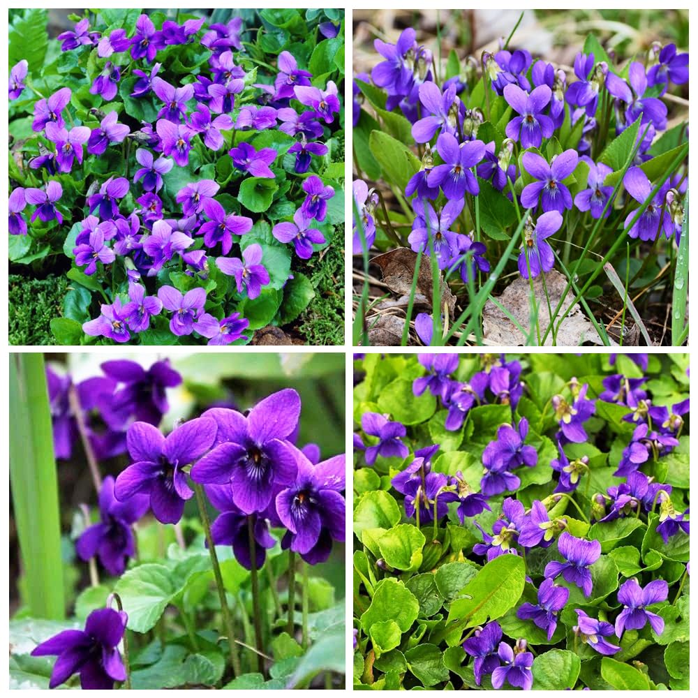 Carpet Creeping Sweet Violet mixed blooms brighten a shaded garden border