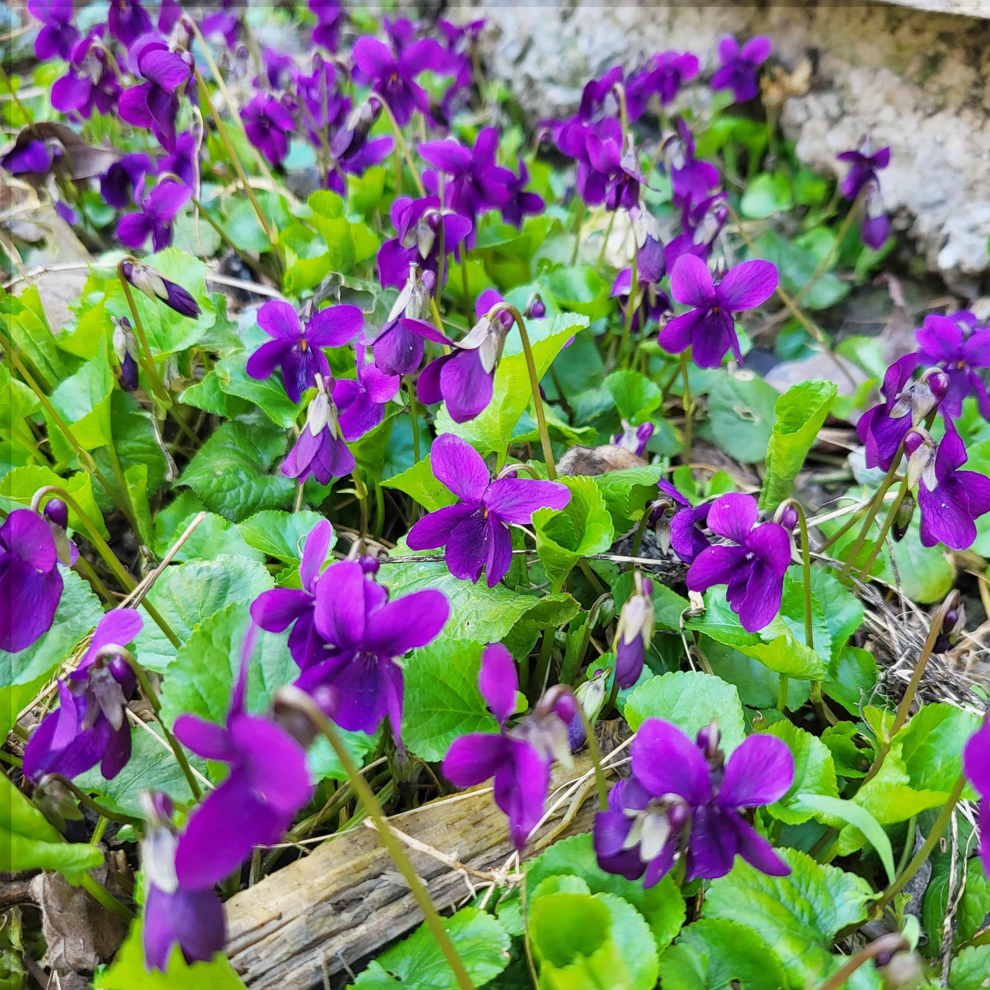 Carpet Creeping Sweet Violet provides long-lasting color as a resilient ground cover