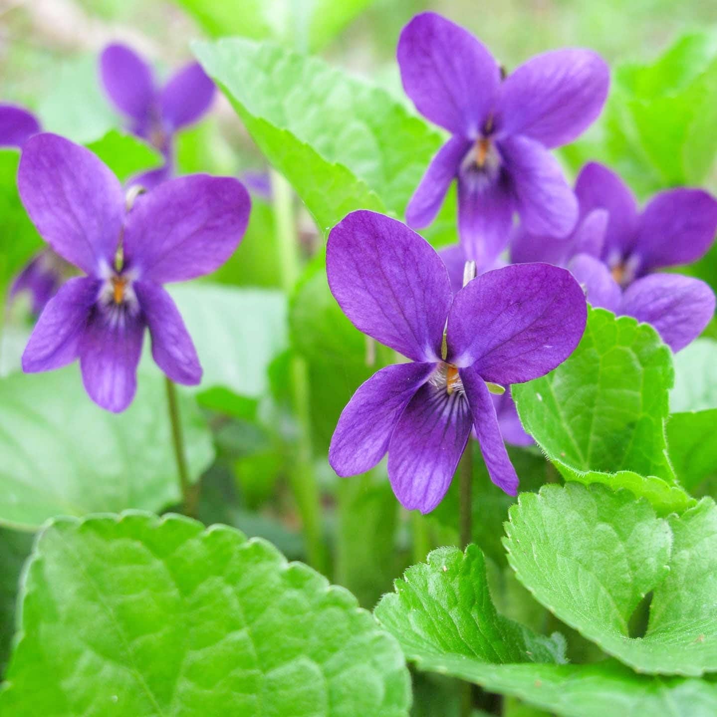 Carpet Creeping Sweet Violet thrives in shade, ideal under trees or in low-sun borders