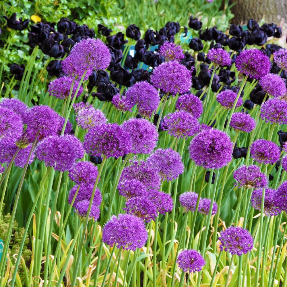 Carpet Creeping tall purple Allium giganteum bloom adds vertical drama.