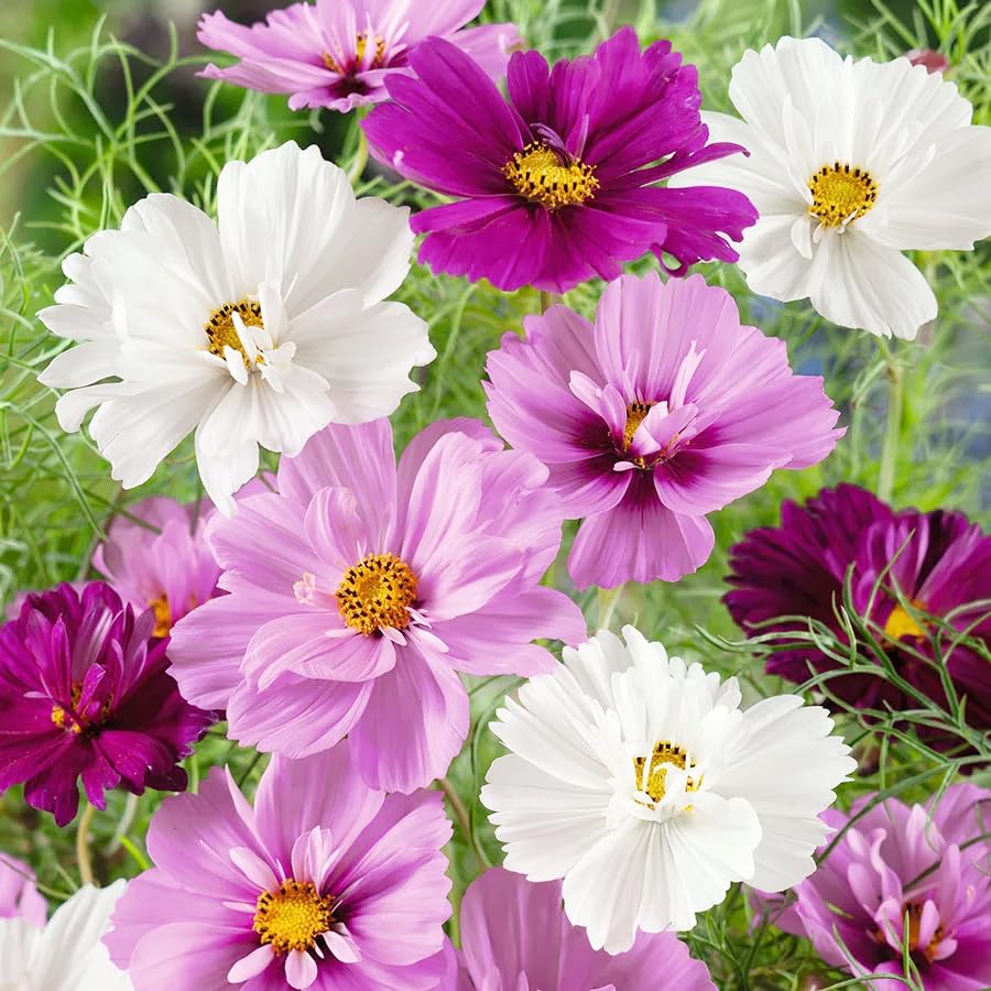 Carpet Creeping Tall robust stems add garden structure.