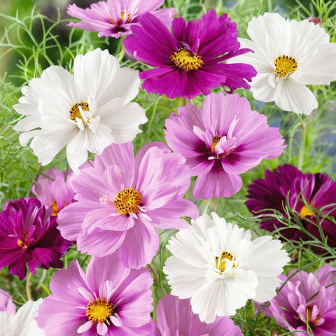 Carpet Creeping Tall robust stems add garden structure.