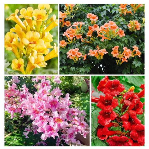 Carpet Creeping trumpet creeper bloom buds on a sunny trellis for vibrant color