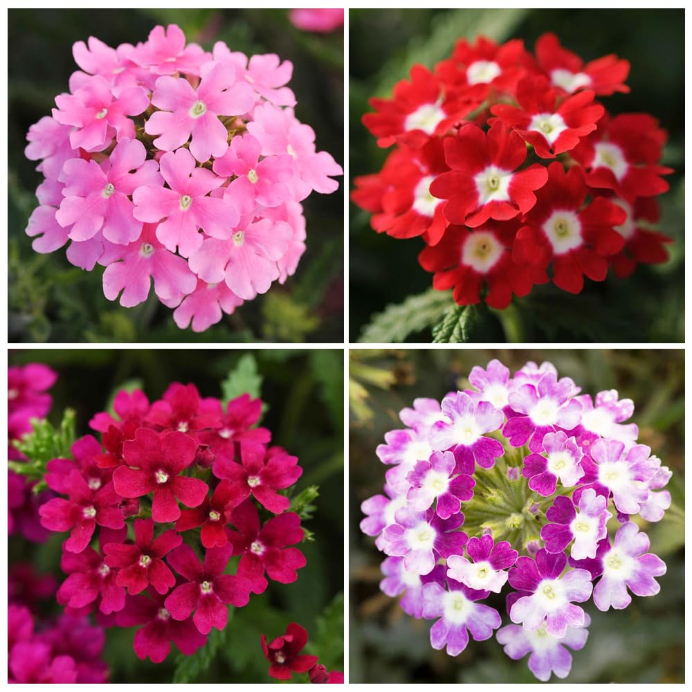 Carpet Creeping Verbena drought-tolerant for low-water gardens