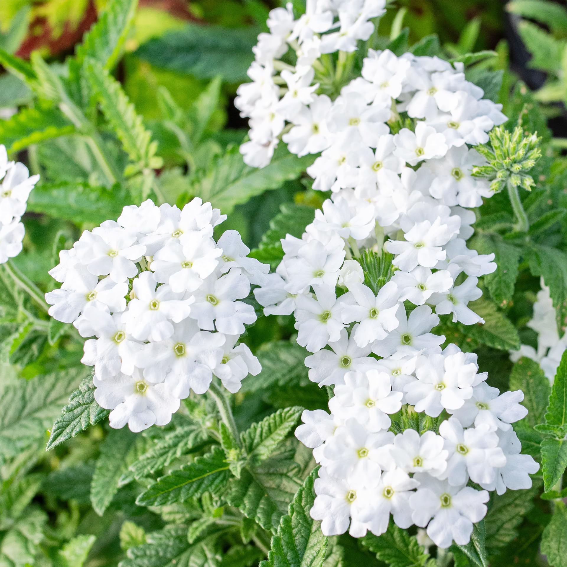 Carpet Creeping Verbena thrives in dry climates with low water needs