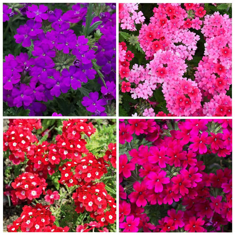 Easy to grow, Carpet Creeping Verbena germinates quickly in full sun