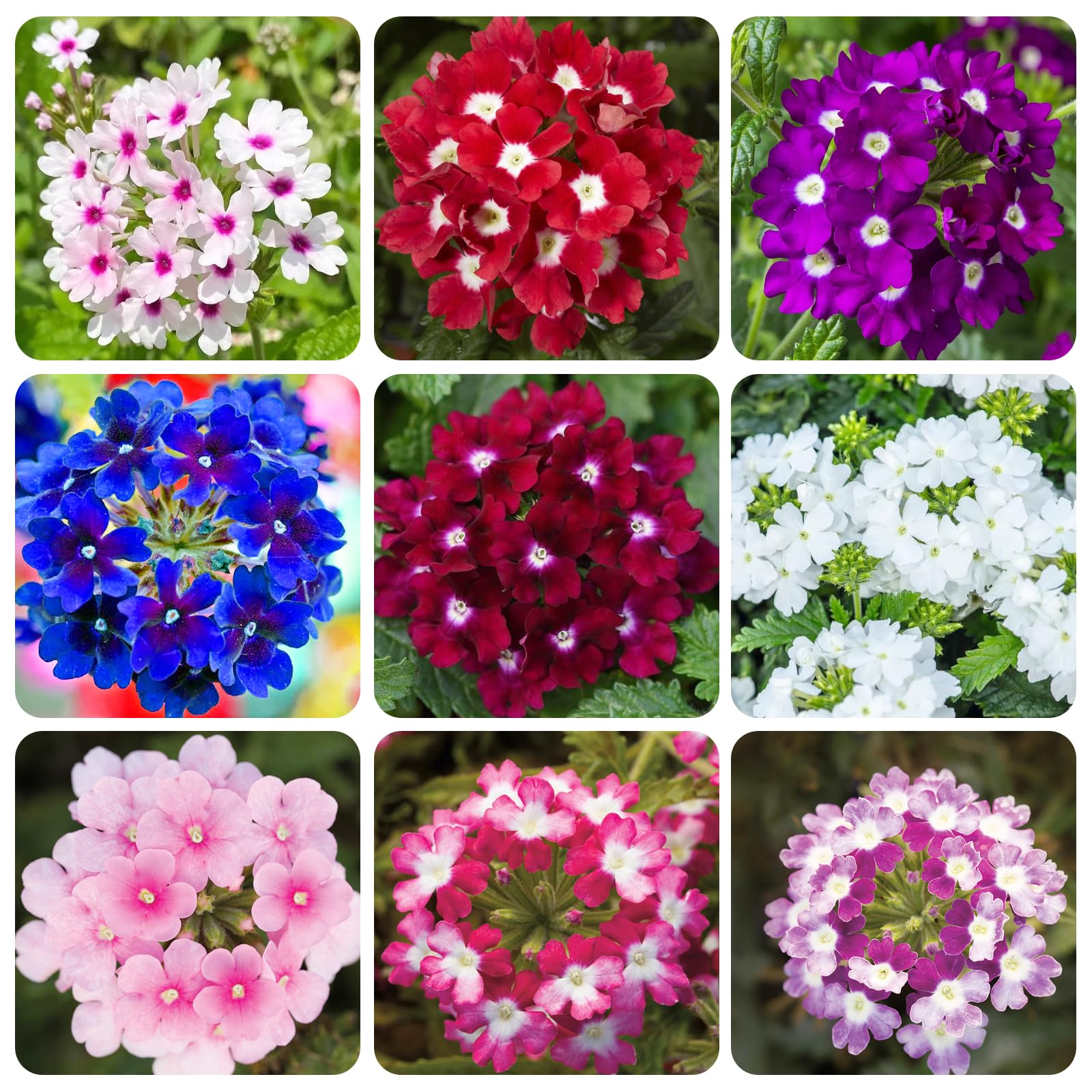 Carpet Creeping Verbena long blooming season attracts butterflies and bees