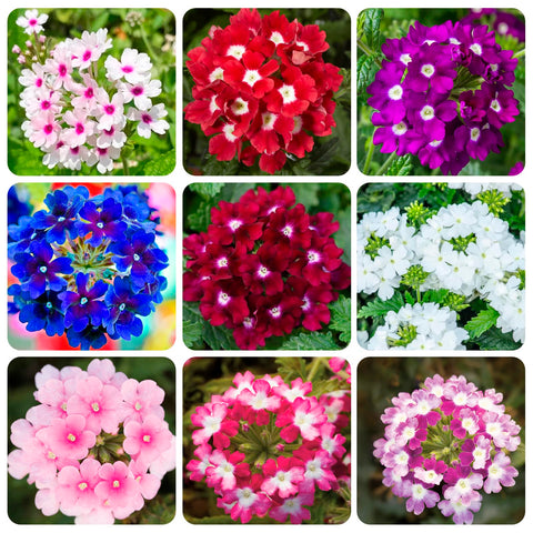 Carpet Creeping Verbena long blooming season attracts butterflies and bees