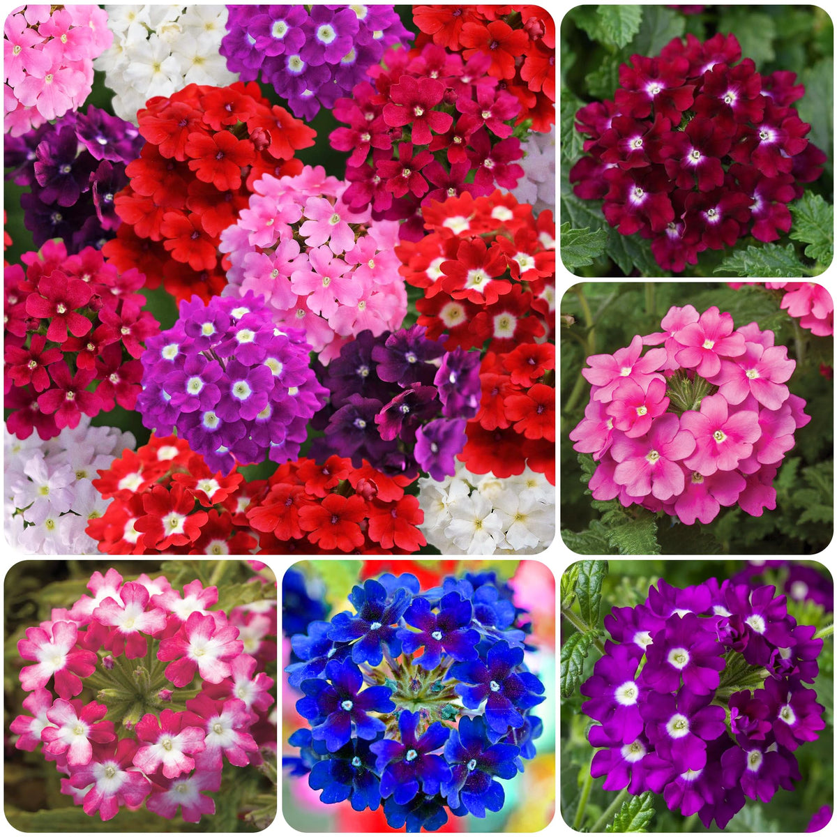 Carpet Creeping Verbena mixed colors brighten borders with vibrant blooms